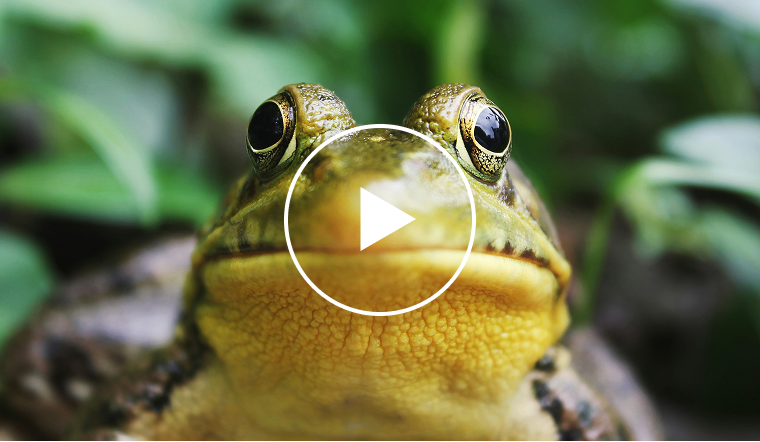 Screaming Frog Version 21.0 Makes ChatGPT Crawling 10x Easier featured cover image